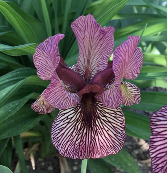 Photo of Arilbred Iris (Iris 'Oyez') uploaded by MaryDurtschi
