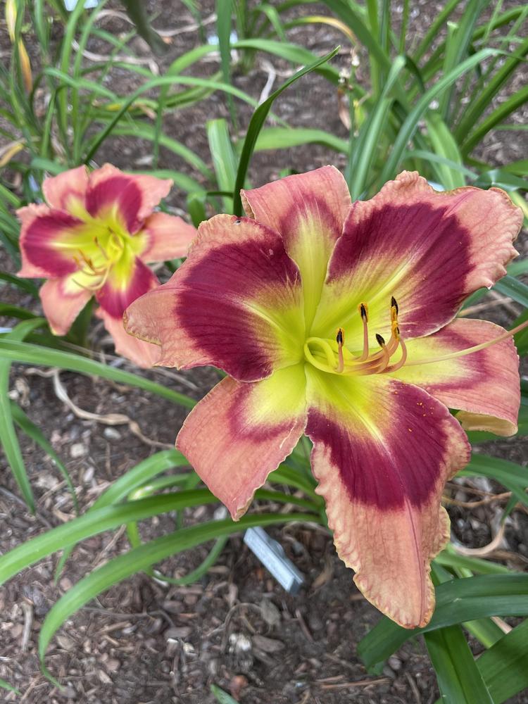 Photo of Daylily (Hemerocallis 'Carnival in Mexico') uploaded by Zoia