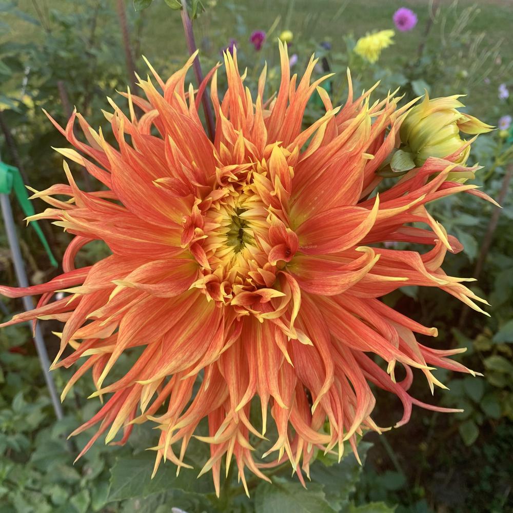 Photo of Dahlia 'Show 'n' Tell' uploaded by Lucichar
