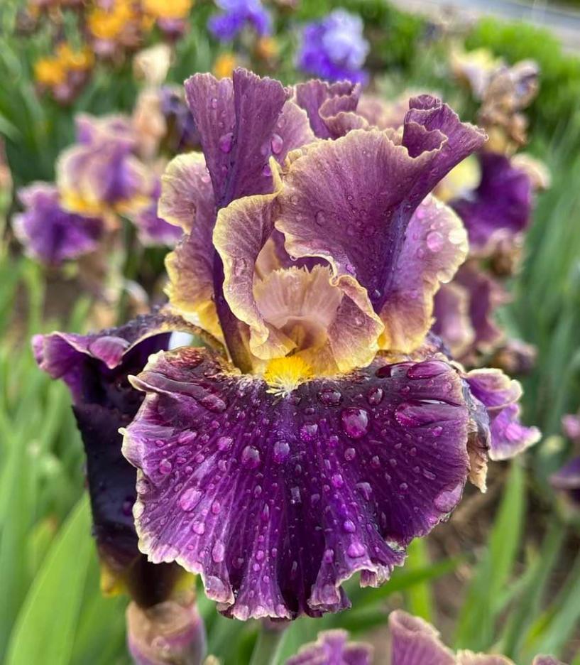 Photo of Tall Bearded Iris (Iris 'Montmartre') uploaded by MaryDurtschi