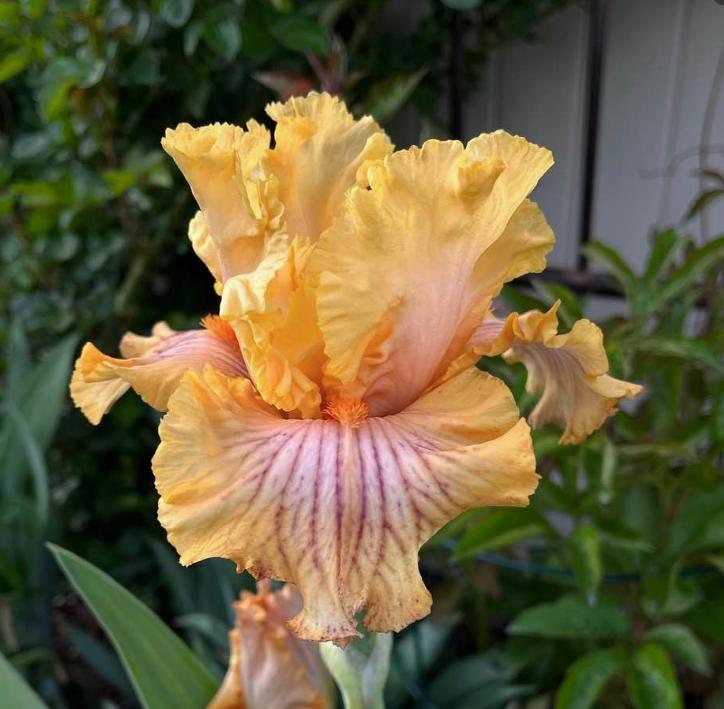 Photo of Tall Bearded Iris (Iris 'Sammie's Jammies') uploaded by MaryDurtschi