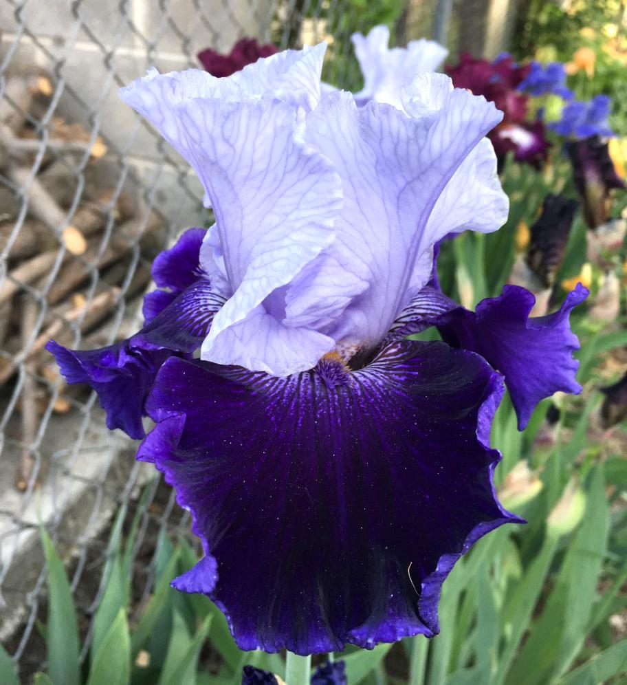 Photo of Tall Bearded Iris (Iris 'World Premier') uploaded by MaryDurtschi