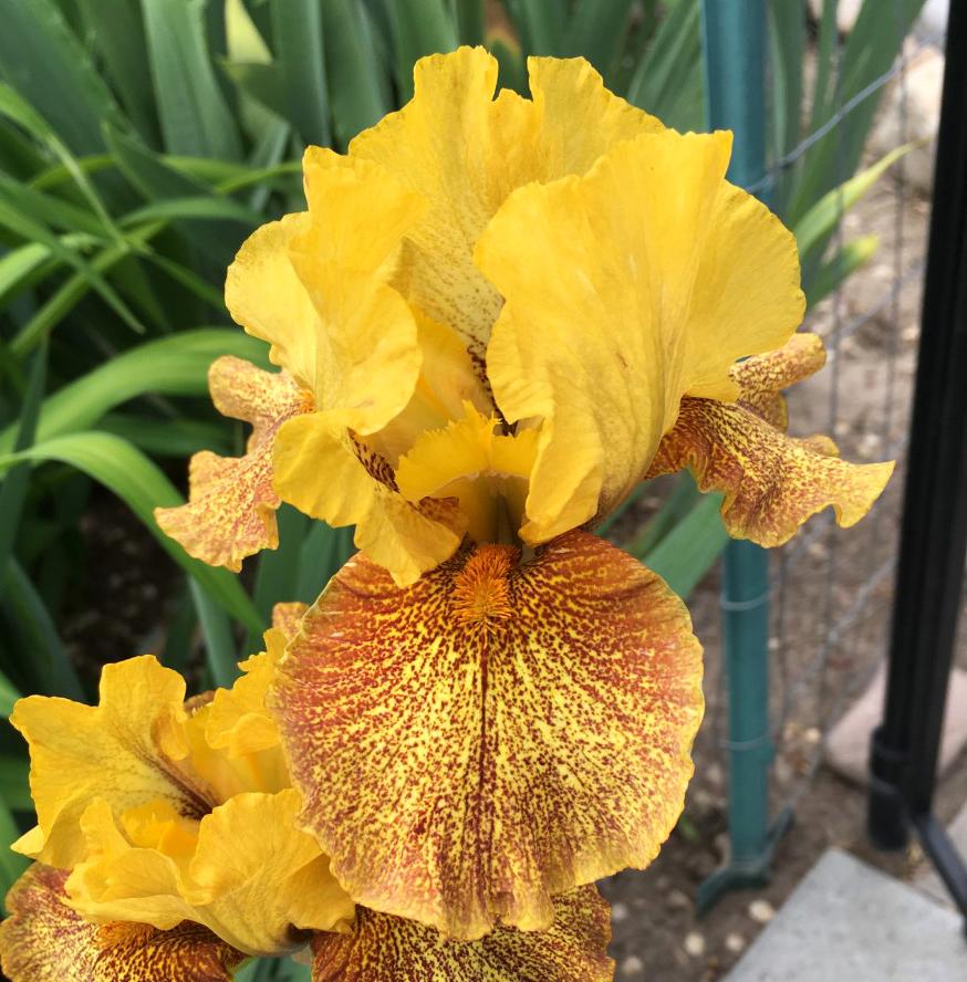 Photo of Intermediate Bearded Iris (Iris 'Sonoran Sands') uploaded by MaryDurtschi