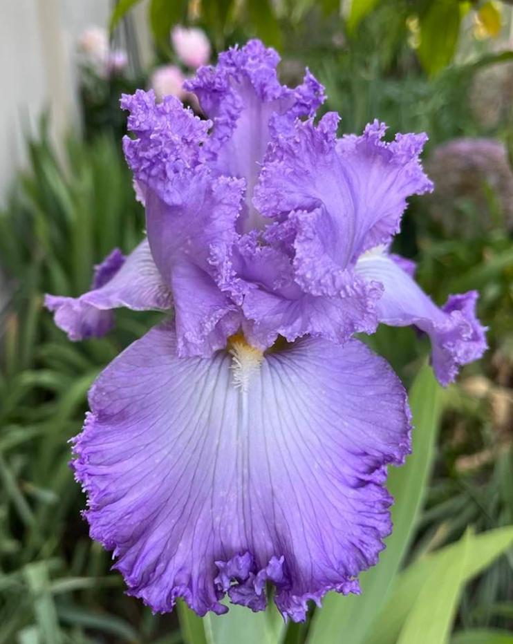 Photo of Tall Bearded Iris (Iris 'Super Model') uploaded by MaryDurtschi