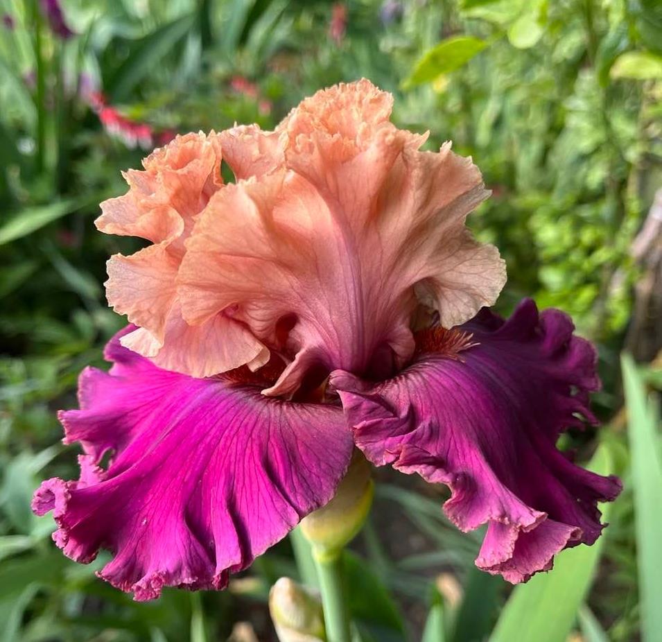 Photo of Tall Bearded Iris (Iris 'Sweet City Woman') uploaded by MaryDurtschi