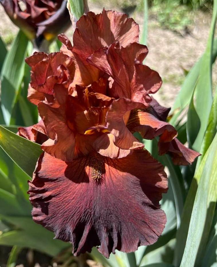 Photo of Tall Bearded Iris (Iris 'Chocolatier') uploaded by MaryDurtschi