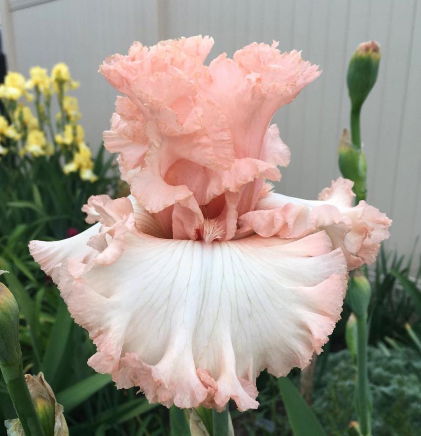 Photo of Tall Bearded Iris (Iris 'Unconditional Love') uploaded by MaryDurtschi