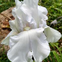 Location: Henry County, Virginia
Date: September 2nd, 2022
Fourth rebloom in two years. Pure white and dependable rebloomer!