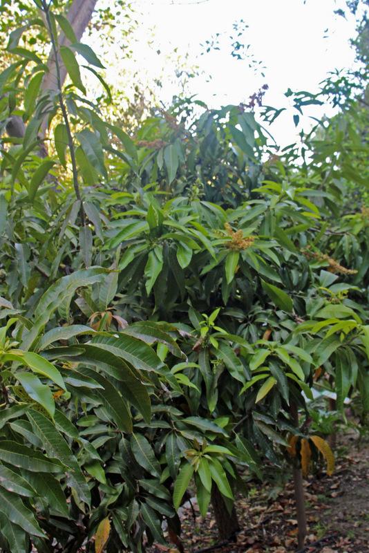 Photo of Common Mango (Mangifera indica) uploaded by RuuddeBlock