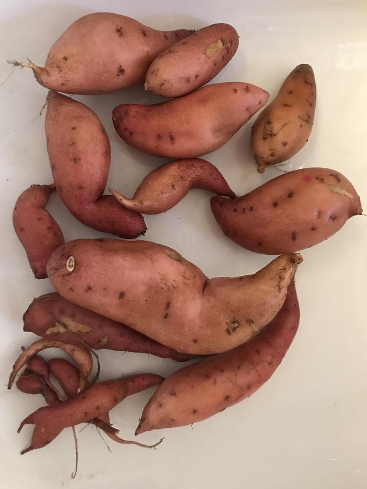 Photo of Sweet Potatoes (Ipomoea batatas) uploaded by cwhitt
