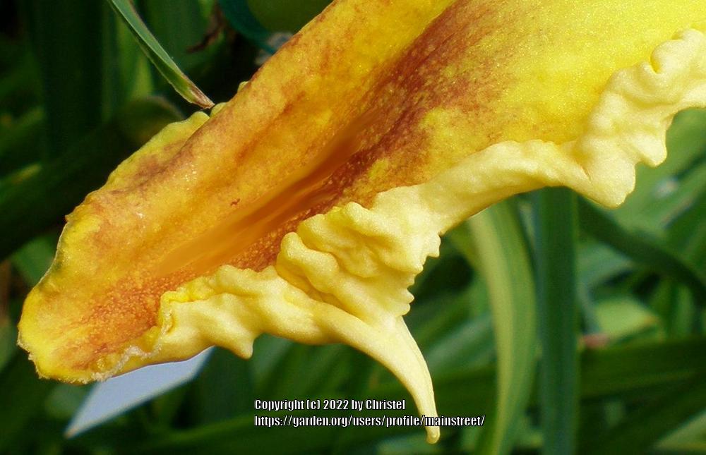 Photo of Daylily (Hemerocallis 'Peter Heuschen') uploaded by mainstreet