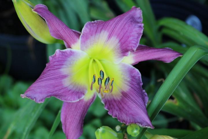 Photo of Daylily (Hemerocallis 'Astral Voyager') uploaded by Hembrain