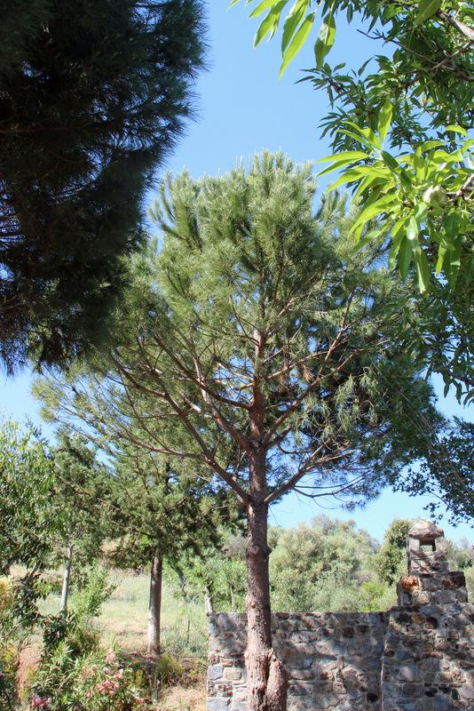 Photo of Stone Pine (Pinus pinea) uploaded by RuuddeBlock