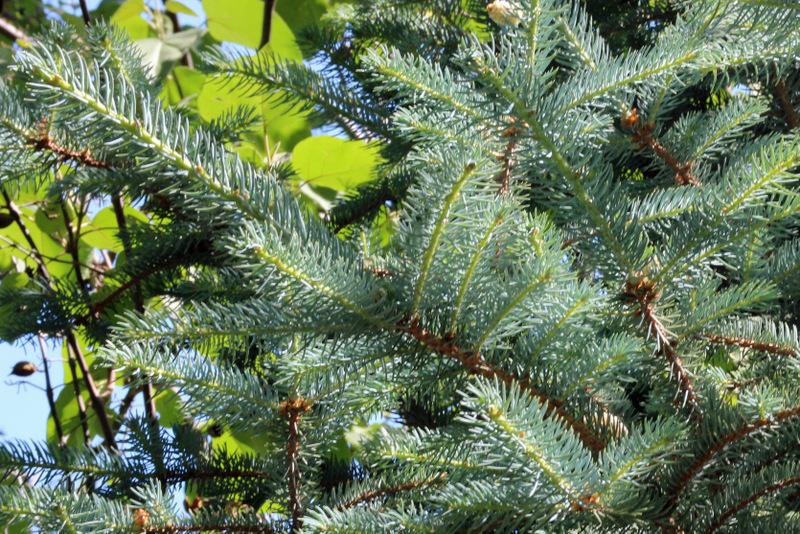 Photo of Colorado Blue Spruce (Picea pungens) uploaded by RuuddeBlock