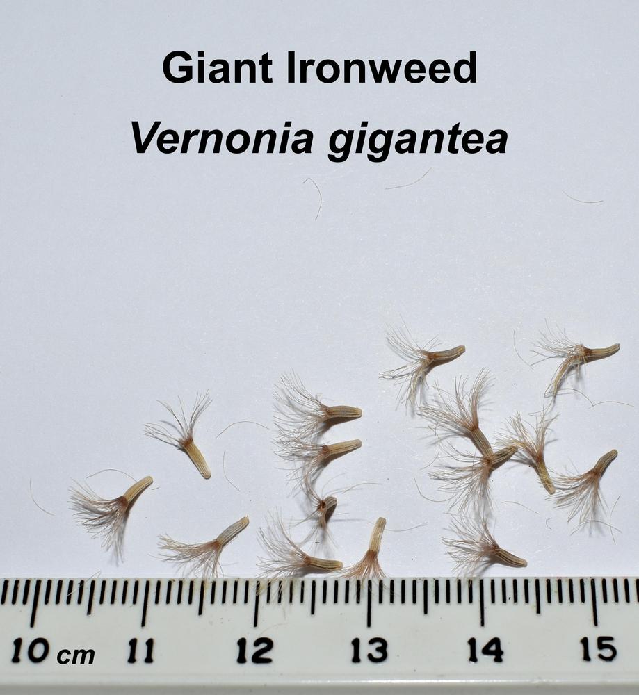 Photo of Giant Ironweed (Vernonia gigantea) uploaded by mmolyson