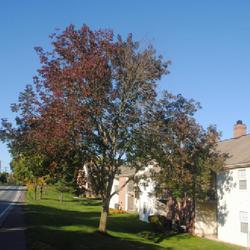 Location: Reading, Pennsylvania
Date: 2022-10-09
a mature tree in fall color