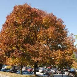 Location: Downingtown, Pennsylvania
Date: 2022-10-11
one tree in fall color in a landscape