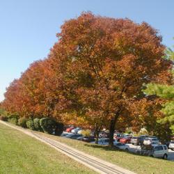 Location: Downingtown, Pennsylvania
Date: 2022-10-11
row of trees in fall color