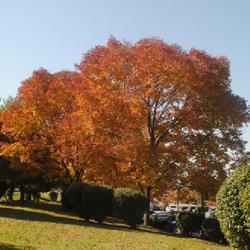 Location: Downingtown, Pennsylvania
Date: 2022-10-11
trees in fall color planted in a landscape
