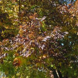 Location: Downingtown, Pennsylvania
Date: 2022-10-11
some fall foliage