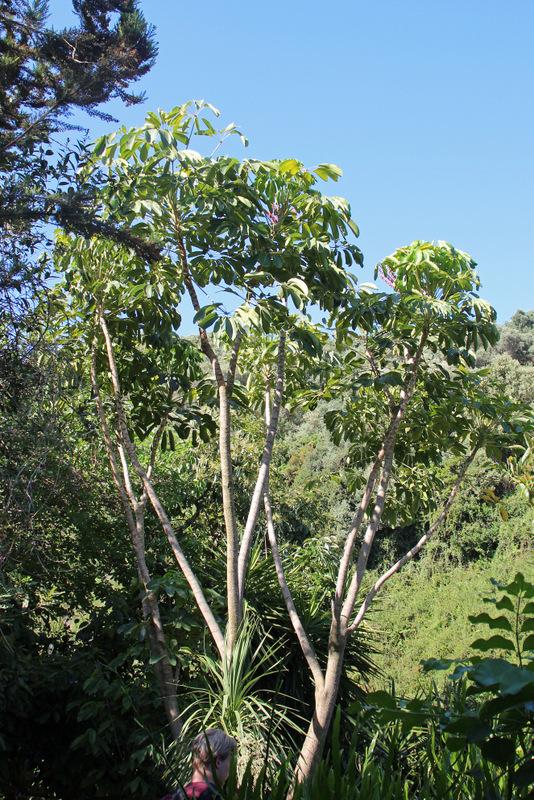 Photo of Umbrella Tree (Heptapleurum actinophyllum) uploaded by RuuddeBlock