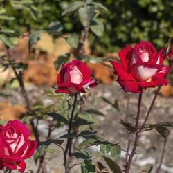 Location: Toledo Botanical Gardens, Toledo, Ohio
Date: 2019-11-08
Either this rose has two cultivar names, or Love is the trademark