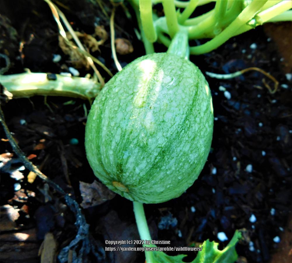 Photo of Zucchini (Cucurbita pepo 'Baby Round') uploaded by wildflowers