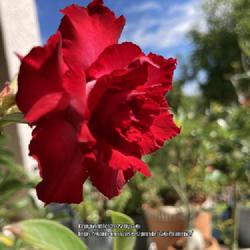 Location: My garden in Tampa, Florida
Date: 2022-10-10
It is a rose….wait it is a desert rose.