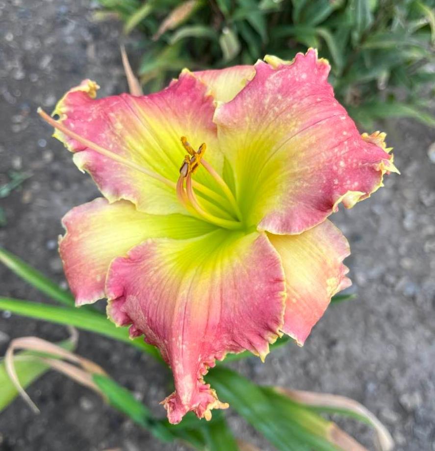Photo of Daylily (Hemerocallis 'Another One Bites the Dust') uploaded by MaryDurtschi