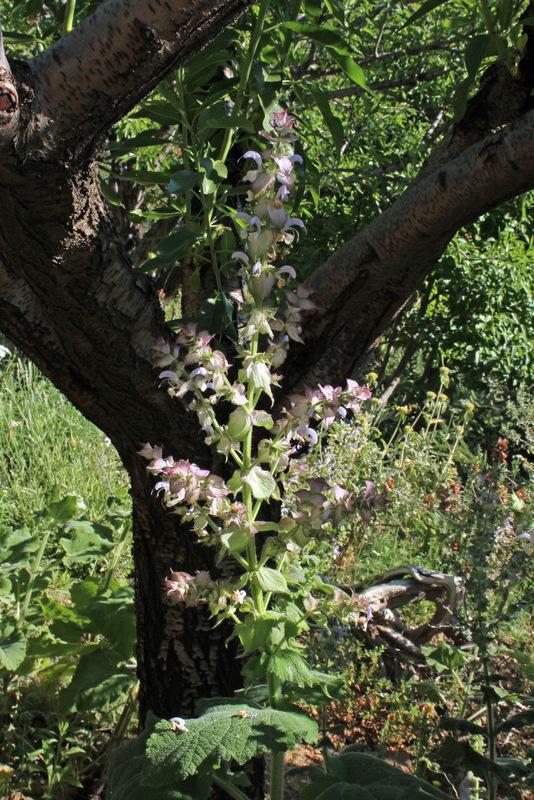 Photo of Clary Sage (Salvia sclarea) uploaded by RuuddeBlock