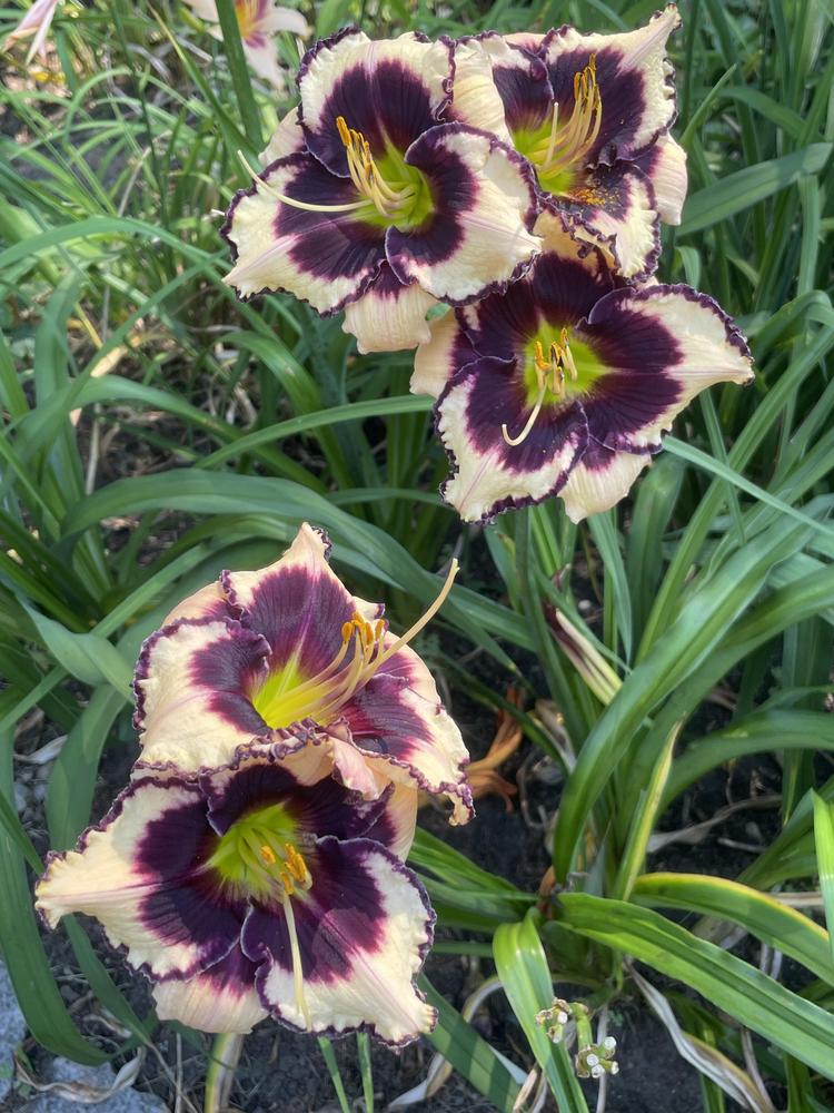 Photo of Daylily (Hemerocallis 'Greywoods Country Squire') uploaded by Zoia