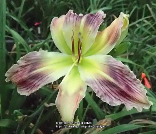 Thumb of 2022-10-12/daylilly99/a4e22d