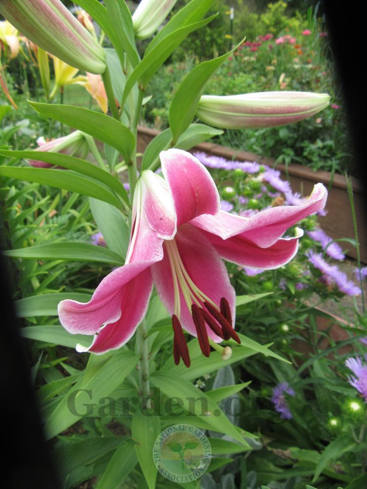 Photo of Lily (Lilium 'Dali') uploaded by Frillylily