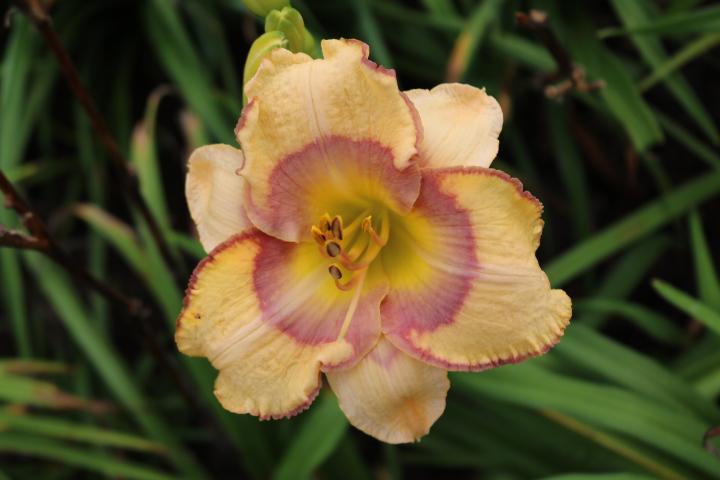 Photo of Daylily (Hemerocallis 'Tangled Up in Blue') uploaded by Hembrain