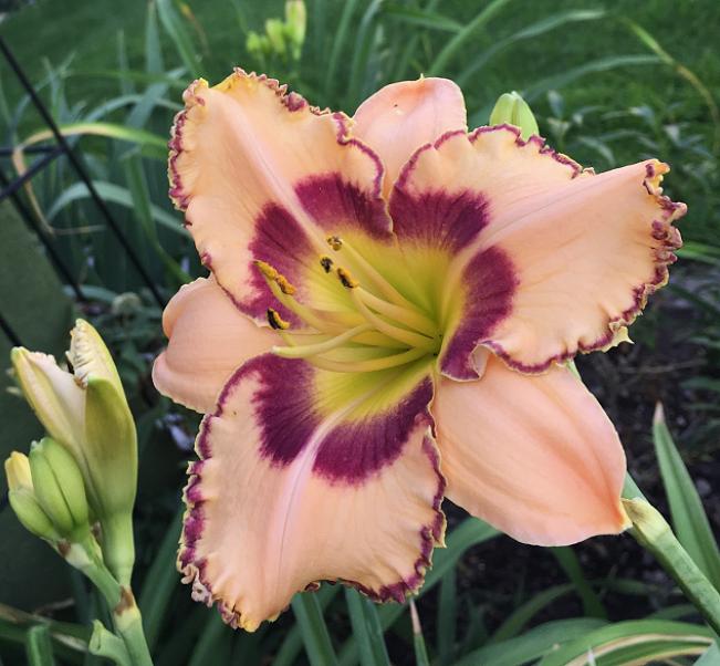 Photo of Daylily (Hemerocallis 'King of the Ages') uploaded by MaryDurtschi