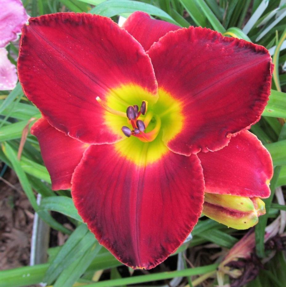 Photo of Daylily (Hemerocallis 'A.D. Lewis') uploaded by Sscape