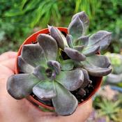 Young plant, Echeveria Black Prince