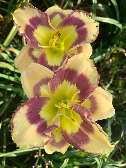 Photo of Daylily (Hemerocallis 'Roseate Stained Glass') uploaded by jkporter