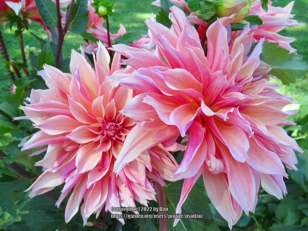 Photo of Dahlia 'Labyrinth' uploaded by psudan