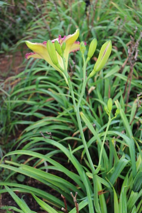 Photo of Daylily (Hemerocallis 'Mountain Orchid') uploaded by Hembrain