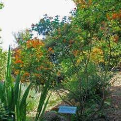 Location: Botanical garden of Crete
Date: 2022-06-01