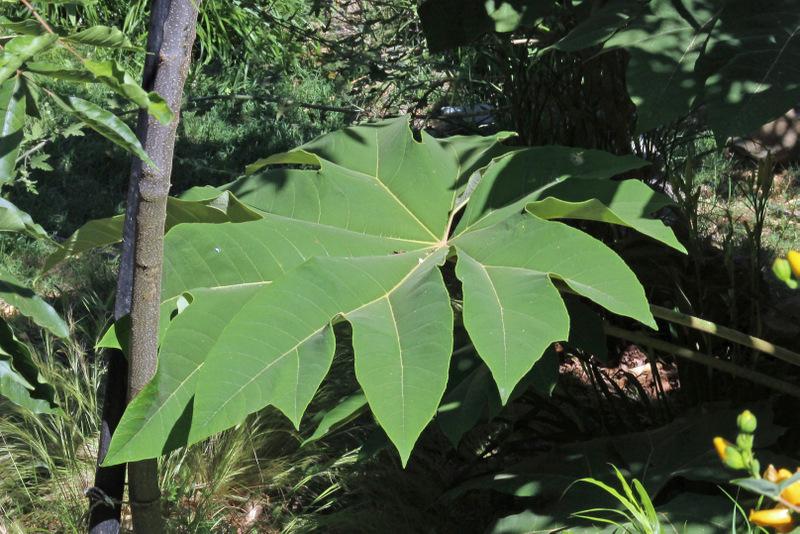 Photo of Rice Paper Plant (Tetrapanax papyrifer) uploaded by RuuddeBlock