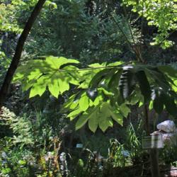 Location: Botanical garden of Crete