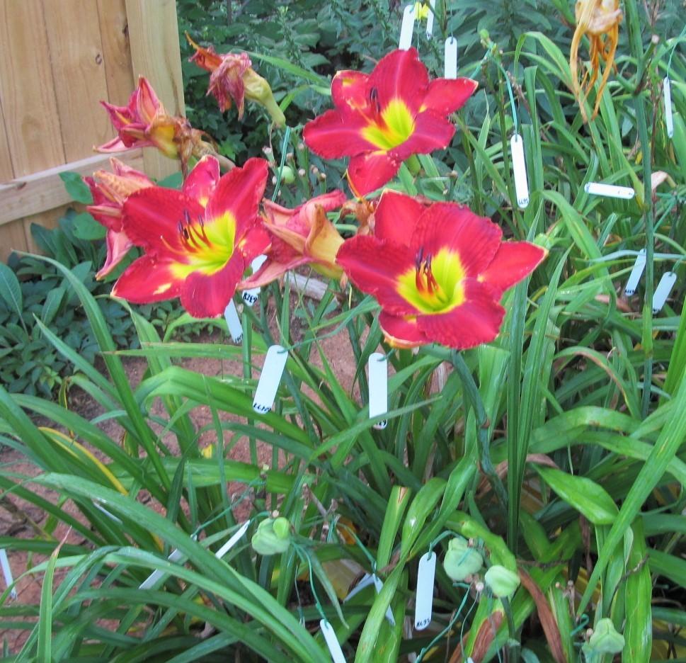 Photo of Daylily (Hemerocallis 'Passion for Red') uploaded by Sscape