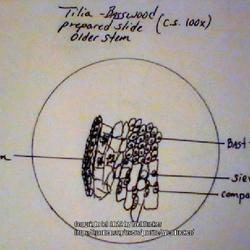 Location: Fayetteville State University Botany lab
Date: Fall 1995
Drawing of microscopic cross-section of an 'older stem' of Americ