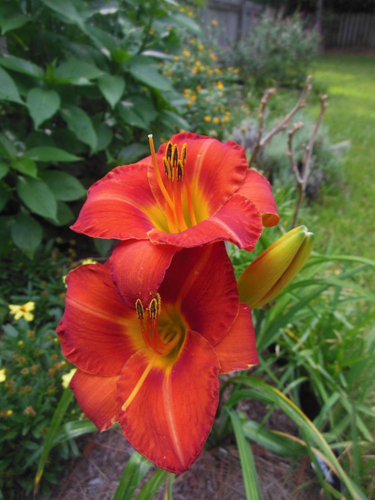 Photo of Daylily (Hemerocallis 'Caught Red Handed') uploaded by DeweyRooter