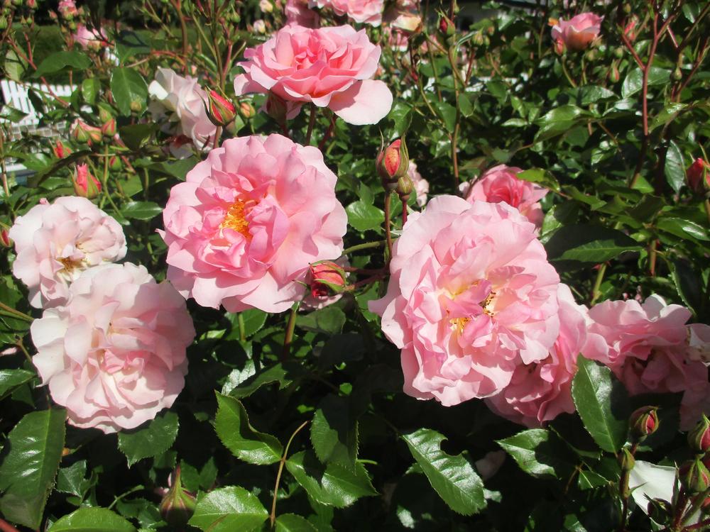 Photo of Shrub Rose (Rosa 'Bonica') uploaded by Versicolor