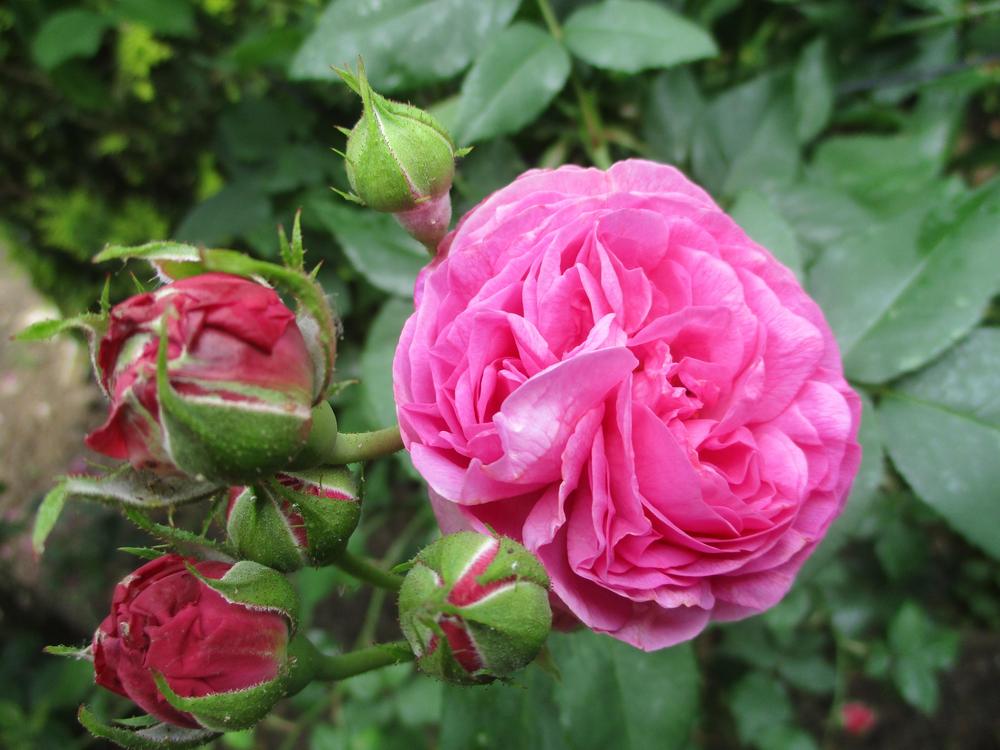 Photo of Rose (Rosa 'Louise Odier') uploaded by Versicolor