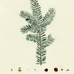 
Date: 1800-05
illustration by P. J. Redouté from Duhamel's 'Traité des arbres