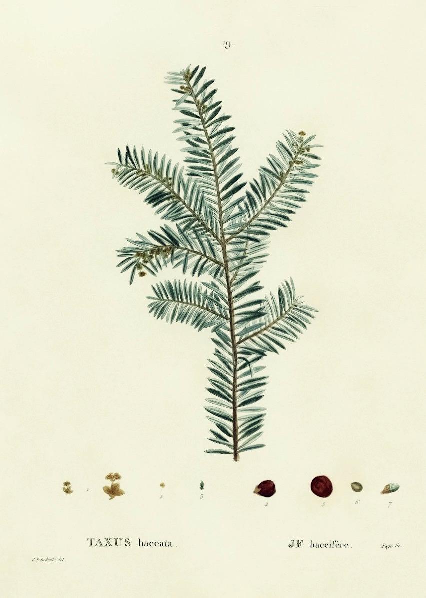 Photo of Common Yew (Taxus baccata) uploaded by scvirginia